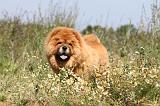 CHOW CHOW 137